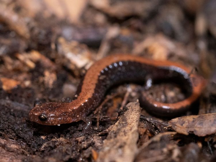  Eastern red-backed salamander in the leaf litter. Photo by Simon Willig.