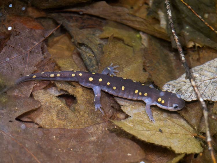 Yellow-spotted salamander. Photo by Simon Willig.